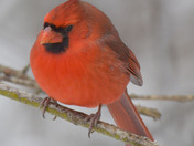 Northern Cardinals