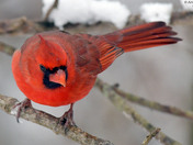 Northern Cardinals