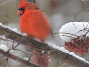 Northern Cardinals