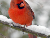 Northern Cardinals