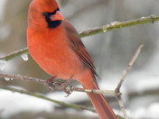 Northern Cardinals