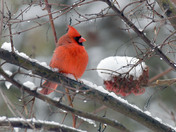 Northern Cardinals