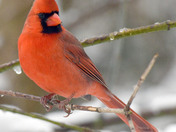 Northern Cardinals
