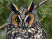 Long Eared Owl