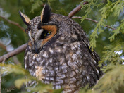 Long Eared Owl