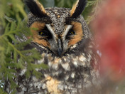 Long Eared Owl