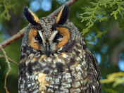 Long Eared Owl