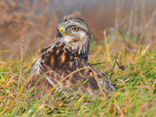 Rough Legged Hawk