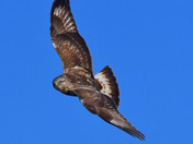 Rough Legged Hawk