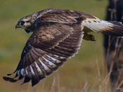 Rough Legged Hawk