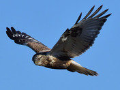 Rough Legged Hawk