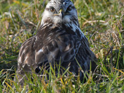 Rough Legged Hawk