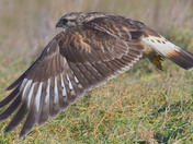 Rough Legged Hawk