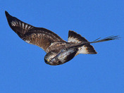 Rough Legged Hawk