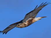 Rough Legged Hawk