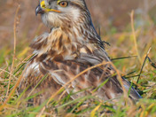 Rough Legged Hawk
