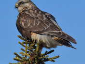 Rough Legged Hawk