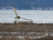 Short Ear Owl