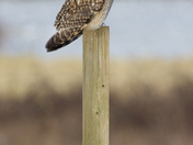Short Ear Owl