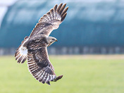 In flight