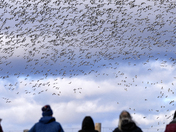 Snow Goose Migration