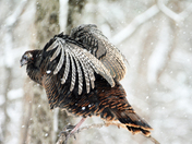 Wild Turkey