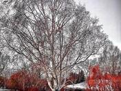Snowy Tree 