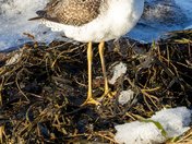 Greater Yellowlegs