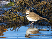 Killdeer
