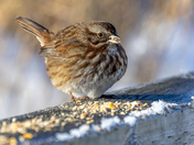 Song sparrow
