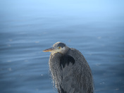 Trying to stay warm like the rest of us vancouverites ❄️