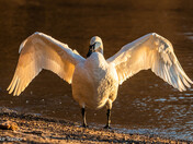 Strike a Pose ! Trumpeter Swan 