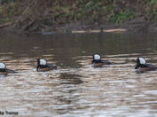 Bachelor Group - Hooded Mergansers