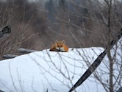 Red Fox