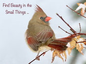 Find Beauty in the Small Things