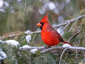 Northern Cardinal in the Pine Tree