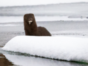 Mink on the Ice Flow