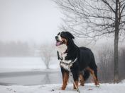 Foggy First Day of the Year in Ottawa