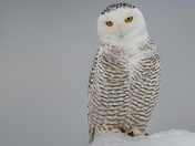 Snowy Owl 