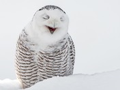 Snowy Owl 