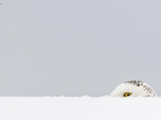 Snowy Owl 