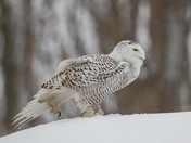 Snowy yoga 