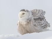 Snowy Owl feather fluff 