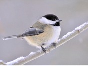 Black - capped chickadee