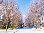 Snowfall In A Calgary Park
