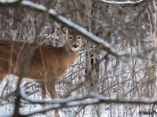 Whitetail Deer 