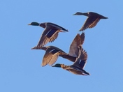 Mallard ducks on the move.