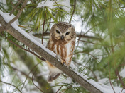 Snow Covered Northern Saw-Whet Owl