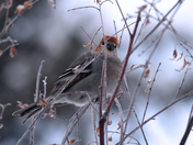Surviving Winter