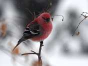 Surviving Winter